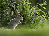 A Rabbit (Oryctolagus cuniculus) on the coast of Northumberland in the UK.
