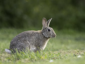A Rabbit (Oryctolagus cuniculus) on the coast of Northumberland in the UK.