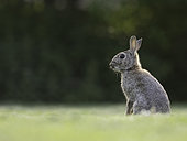 A Rabbit (Oryctolagus cuniculus) on the coast of Northumberland in the UK.