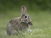 A Rabbit (Oryctolagus cuniculus) on the coast of Northumberland in the UK.