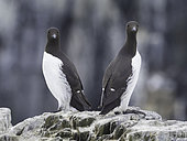 Two Guillemots (Uria aalge) off the coast of Northumberland, UK.