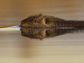 A Coypu (Myocastor coypus) off the shores of Lake Kerkini, Greece.