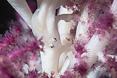 Gobie blanc (Pleurosicya boldinghi) sur corail, Twilight Zone 80 mètres de profondeur, Mayotte