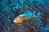Skunk clownfish (Amphiprion akallopisos) its anemone, Mayotte