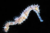 Jayakar's Seahorse (Hippocampus jayakari), Twilight Zone, 75 meters deep, Mayotte