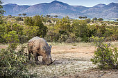 Southern white rhinoceros (Ceratotherium simum simum) in nice scenery in Kruger National park, South Africa