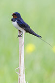 Barn Swallow (Hirundo rustica), adult perched on a reed, Atena Lucana, Campania, Italy