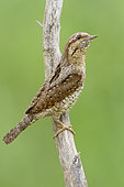 Eurasian Wryneck (Jynx torquilla), adult perched on a branch, Campania, Italy