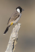White-eared Bulbul (Pycnonotus leucotis), adult perched on dead tree, Khatmat Milalah, Al Batinah, Oman