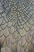European Shag (Phalacrocorax aristotelis), adult's feathers close-up, Hornøya, Finnmark, Norway