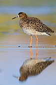 Ruff (Philomachus pugnax), adult standing in a pond at sunset, Campania, Italy