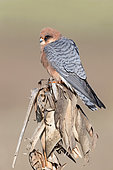 Red-footed Falcon (Falco vespertinus), adult female perched on a dead corn plant, Campania, Italy