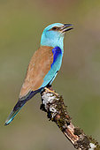 European Roller (Coracias garrulus), side view of an adult perched on a branch, Basilicata, Italy