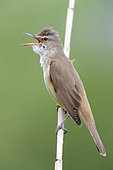 Great Reed Warbler (Acrocephalus arundinaceus), adult singing from a reed, Campania, Italy