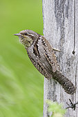 Eurasian Wryneck (Jynx torquilla), adult perched on an old post, Campania, Italy