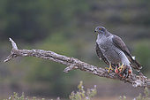 Goshawk (Accipiter gentilis) coming to rest on a branch with Red Partridge in talons, France