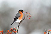 Bullfinch (Prrhula pyrrhula) male eating on Rowan's berry, France