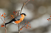 Bullfinch (Prrhula pyrrhula) male eating on Rowan's berry, France