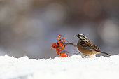 Rock bunting (Emberiza cia) eating Rowan's berry berries and seeds on snow, France
