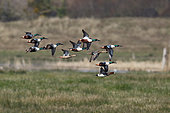 Northern Shoveler (Anas clypeata) males pursuing two females in flight, coastal marsh, France
