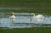 Mute Swan (Cygnus olor) on a marsh, low Angevin valley, Pays de la Loire, France