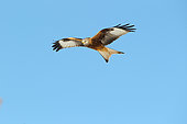 Red Kite (Milvus milvus) in flight, Auvergne, France
