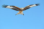 Red Kite (Milvus milvus) in flight, Auvergne, France