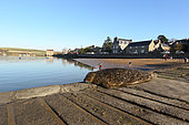 Harbor seal (Phoca vitulina) on the beach with tourists, Brittany, France
