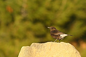 Black wheatear (Oenanthe leucura) on a rock, France