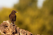 Black wheatear (Oenanthe leucura) on a stump, Spain