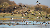 Ducks in flight : Common Teal (Anas crecca), Northern Pintail (Anas acuta) and Eurasian Wigeon (Mareca penelope)