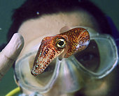 Hawaiian bobtail squid, Euprymna scolopes, in front of diving mask. This squid lives in a symbiotic relationship with the bioluminescent bacteria Vibrio fischeri, which inhabits a special light organ in the squid's mantle. The bacteria are fed a sugar and amino acid solution by the squid and in return hide the squid's silhouette when viewed from below by matching the amount of light hitting the top of the mantle, (counter-illumination). From Midway Island