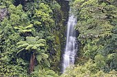 Small waterfall in the rainforest, Te Urewera National Park, North Island, New Zealand, Oceania