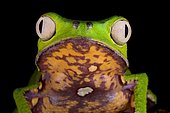 White-lined leaf frog (Phyllomedusa vaillantii)