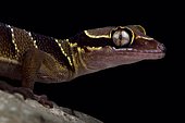 Malayan forest gecko (Cyrtodactylus pulchellus)