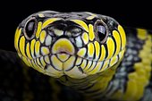 Luzon mangrove snake (Boiga dendrophila divergens)
