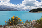 Lake Pukaki, flowers on the shore, South Island, New Zealand