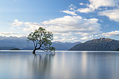 Wanaka Ttree, lonely tree in water, Lake Wanaka, South Island, New Zealand
