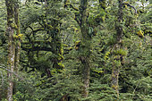 Moss covered tree, Te Urewera National Park, North Island, New Zealand