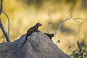 Two Common dwarf mongoose (Helogale parvula) on termite mound in Kruger National park, South Africa