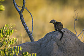 Common dwarf mongoose (Helogale parvula) on termite mound in Kruger National park, South Africa
