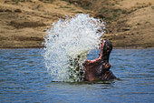 Hippopotame (Hippopotamus amphibius) éclaboussant la bouche ouverte, Parc national Kruger, Afrique du Sud