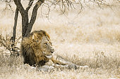 African lion (Panthera leo) resting under shadow in Kruger National park, South Africa