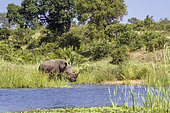 Southern white rhinoceros (Ceratotherium simum simum) on river side in Kruger National park, South Africa