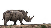Southern white rhinoceros (Ceratotherium simum simum) walking on lake side in Kruger National park, South Africa