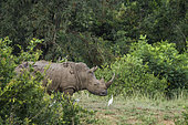 Southern white rhinoceros (Ceratotherium simum simum) grazing with cattle egret in Kruger National park, South Africa