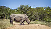 Southern white rhinoceros (Ceratotherium simum simum) crossing safari gravel road in Kruger National park, South Africa