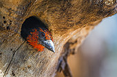 Black collared Barbet (Lybiuis torquatus) nesting in tree hole in Kruger National park, South Africa