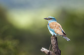 European Roller (Coracias garrulus) isolated in natural background in Kruger National park, South Africa