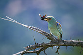 European Roller (Coracias garrulus) eating insect in Kruger National park, South Africa